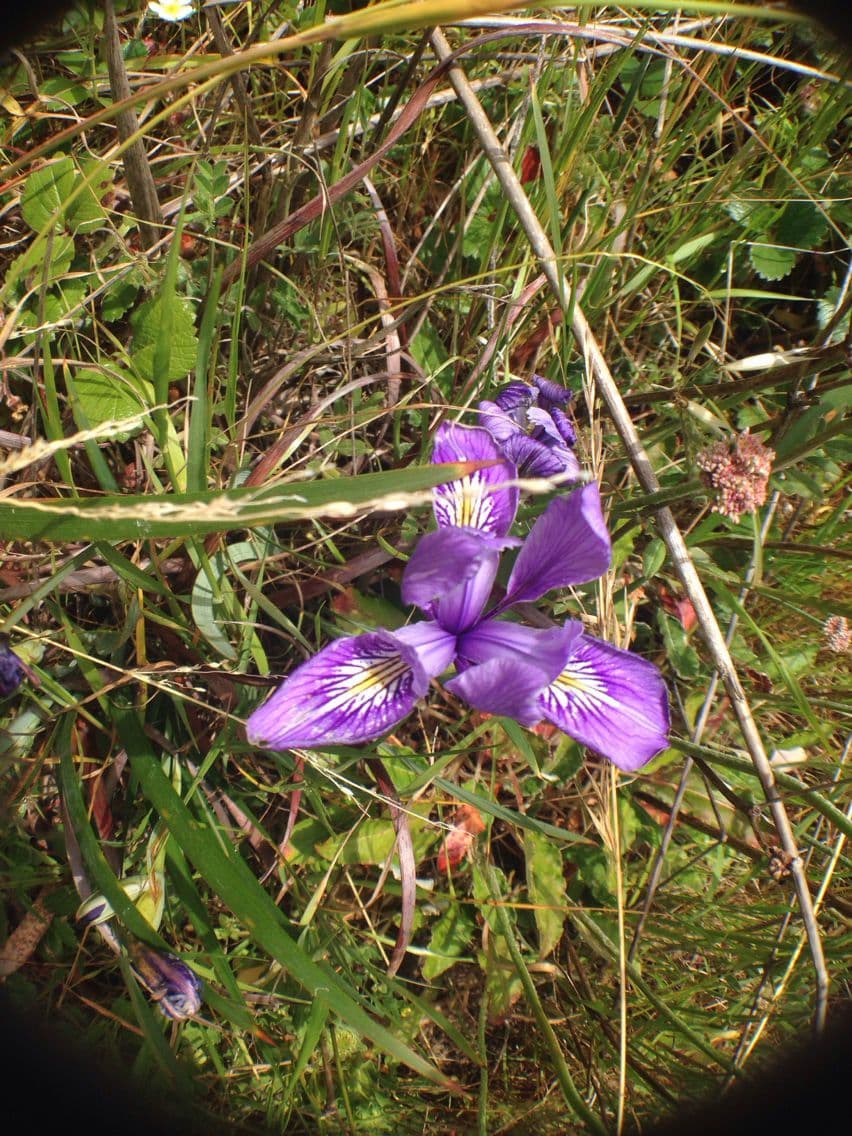 Iris di Douglas 10