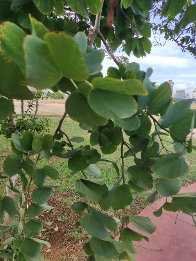 Bauhinia variegata 24