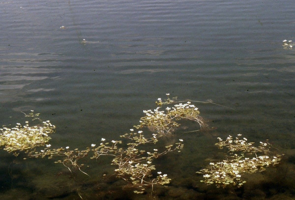Ranuncolo acquatico 10