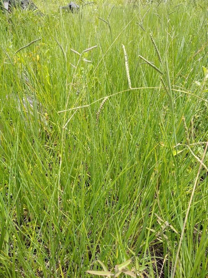 Paspalum plicatulum 17