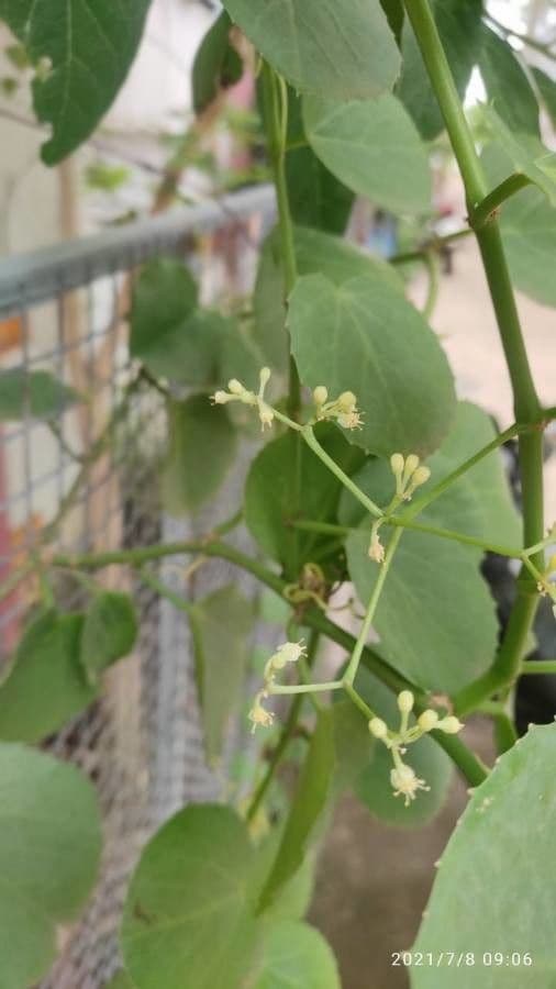 Cissus