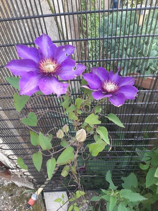 Clematis 5