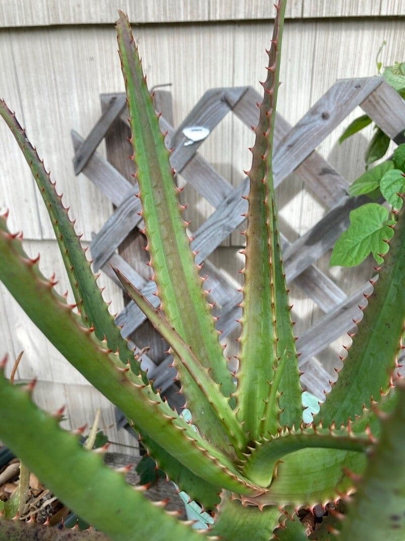 Aloe 5