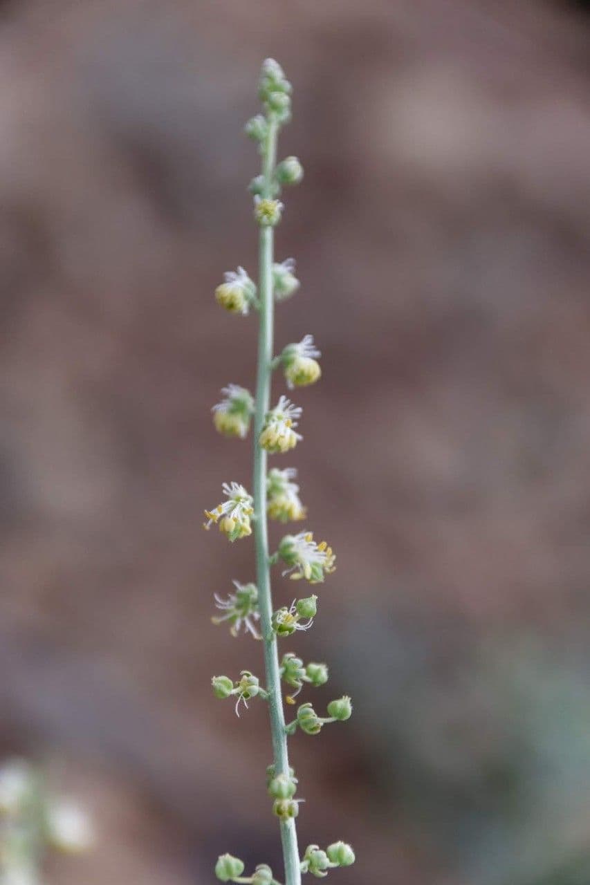 Caylusea hexagyna 5