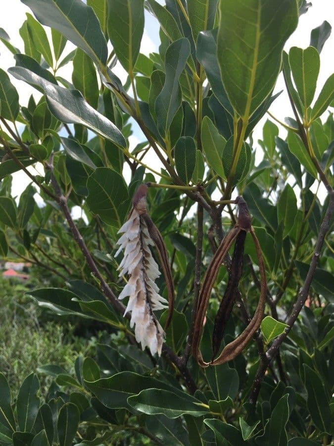 Roble blanco 3