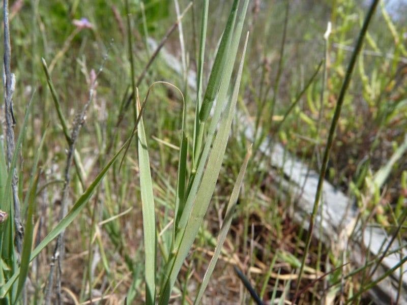 Aeluropus 20