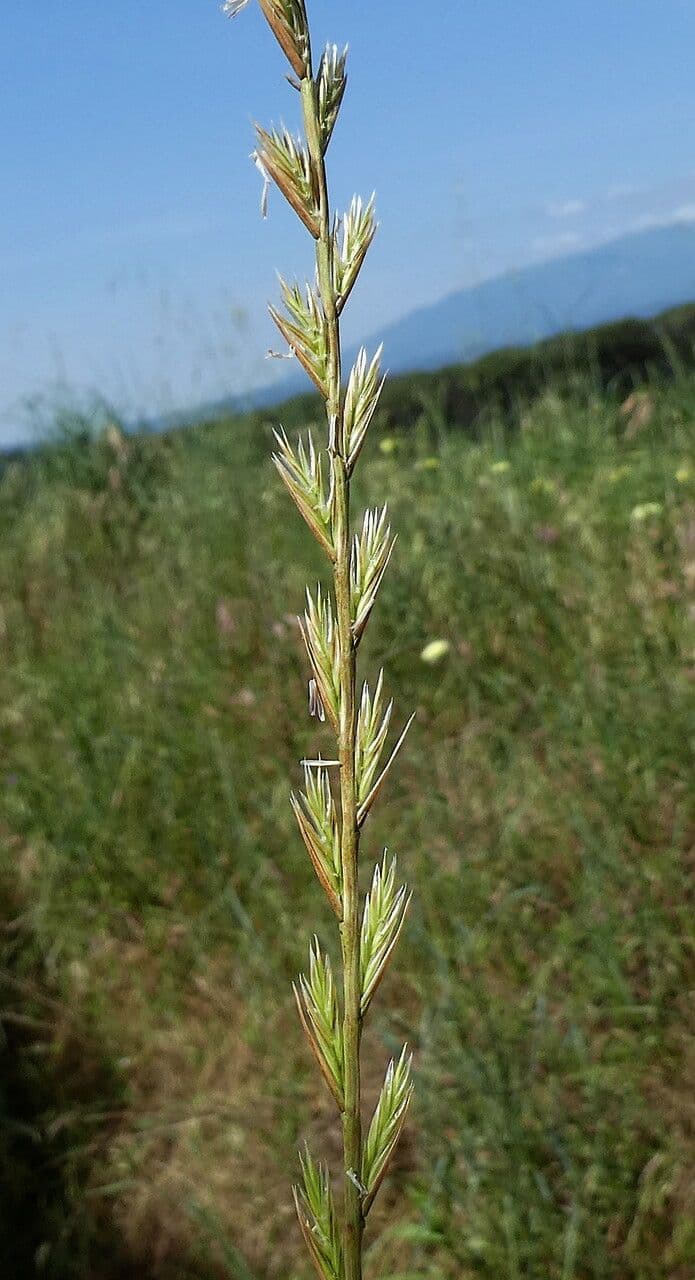 Jílek mnohokvětý 22