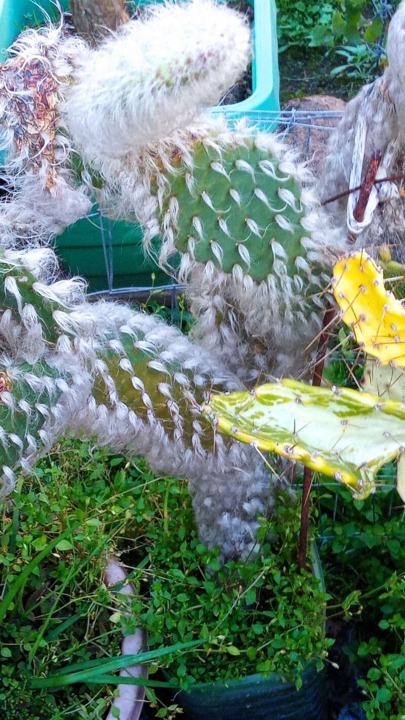 Opuntia pilifera 13