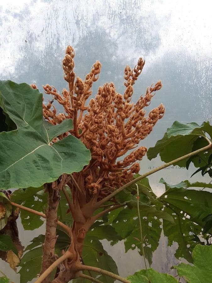 Tetrapanax papyrový 17