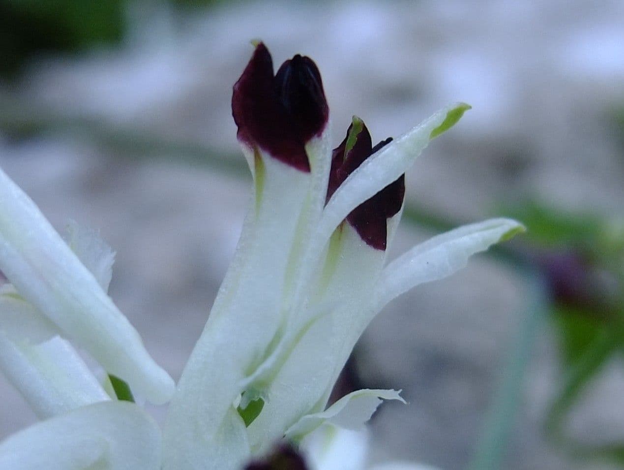 Fumaria bicolore 4
