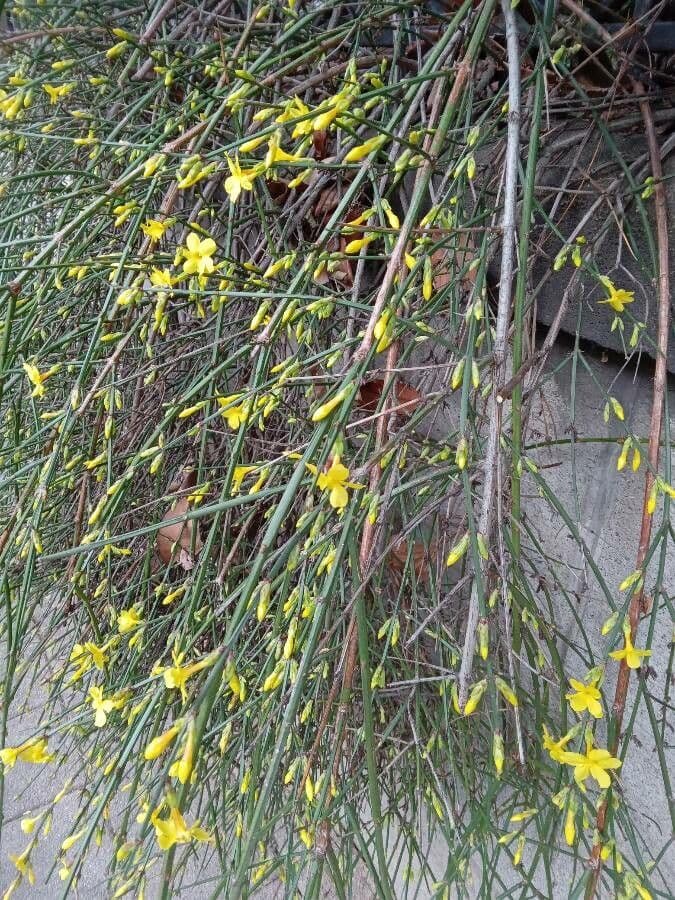 Winter-Jasmin 11