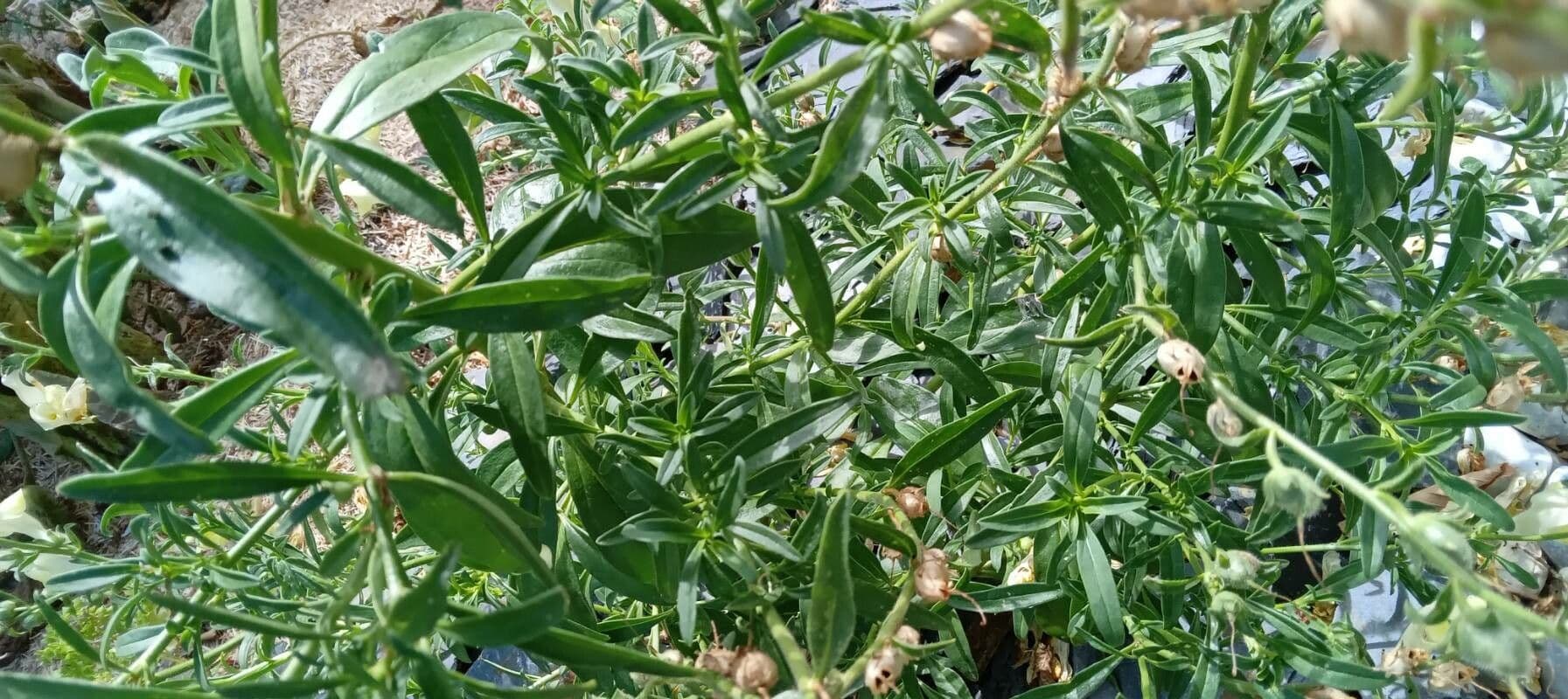 Antirrhinum 14
