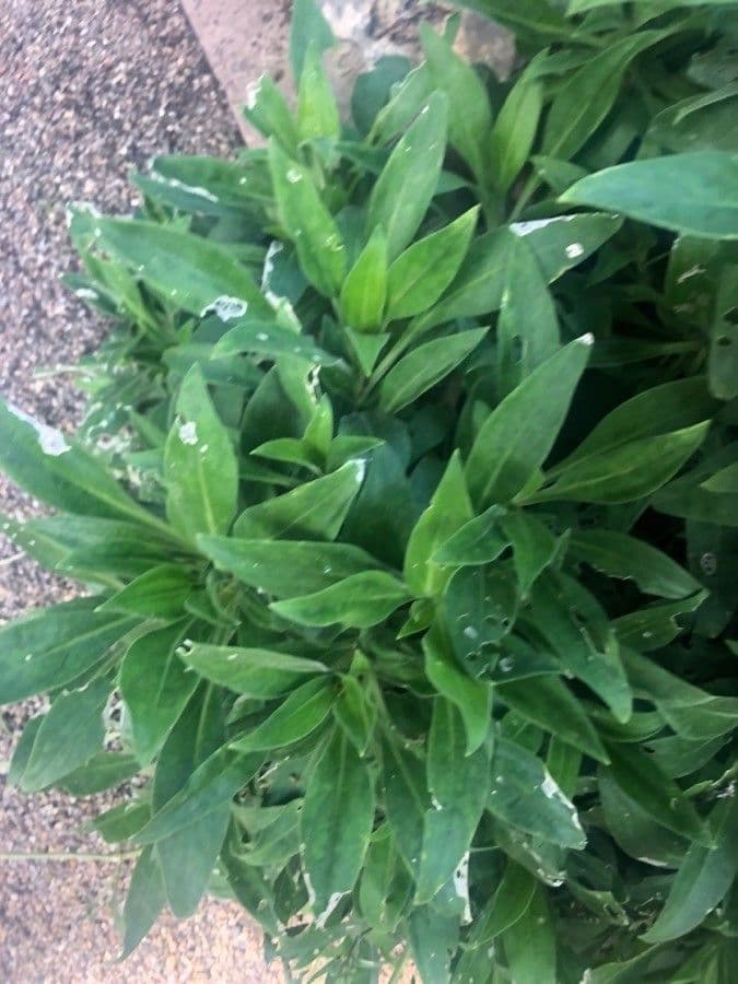 Silene 7