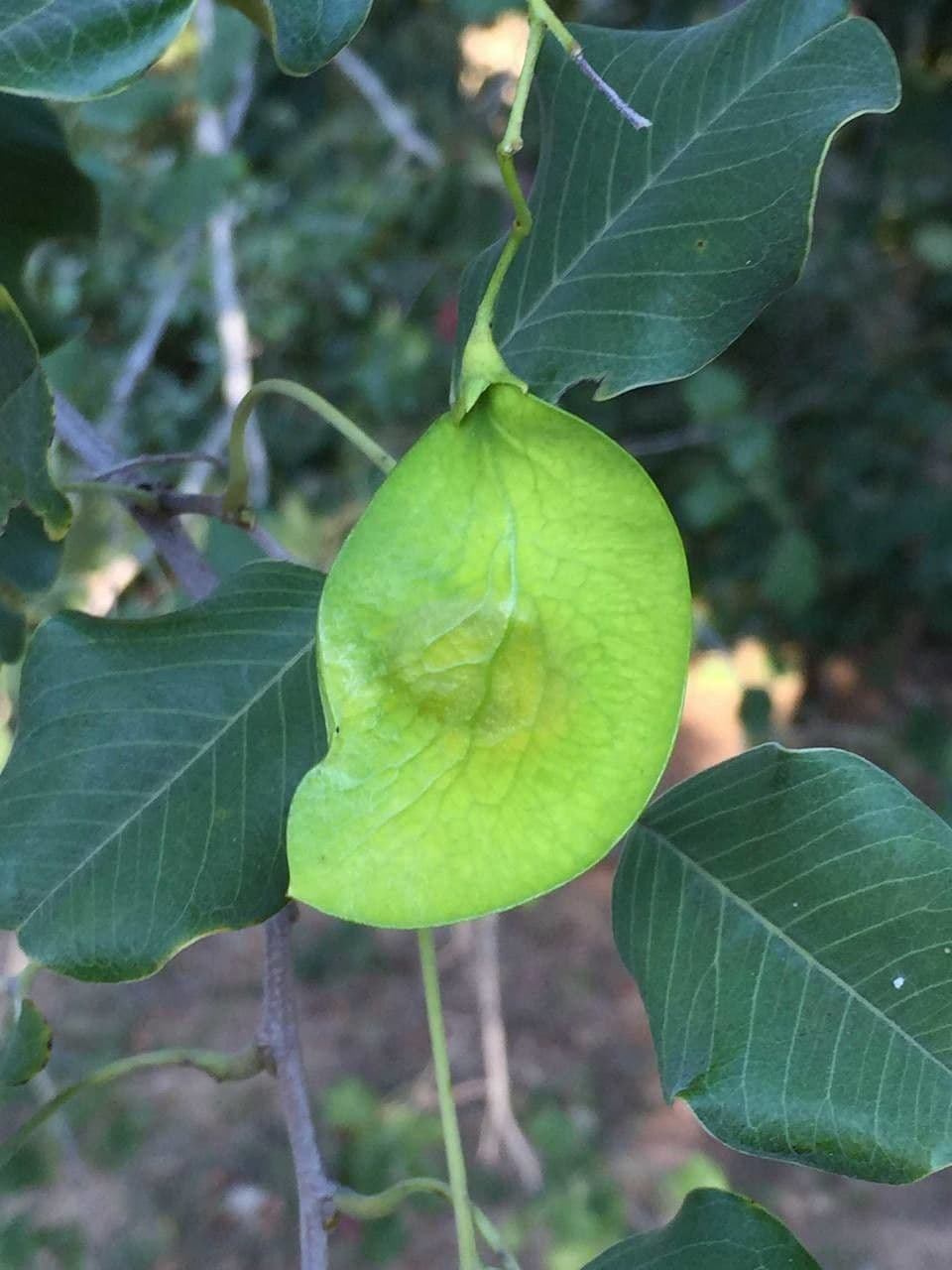 Hülsenbaum