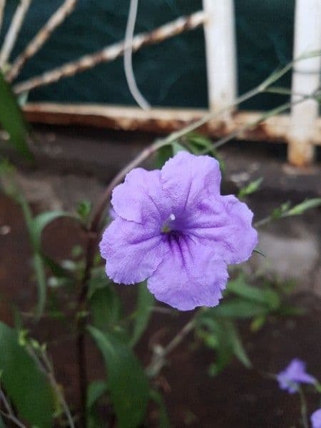 Ruellia simplex 9
