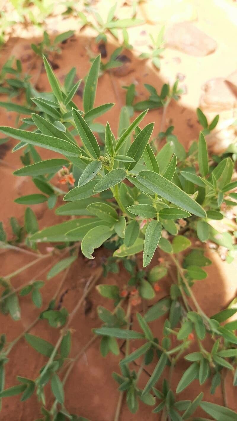 Indigofera 17