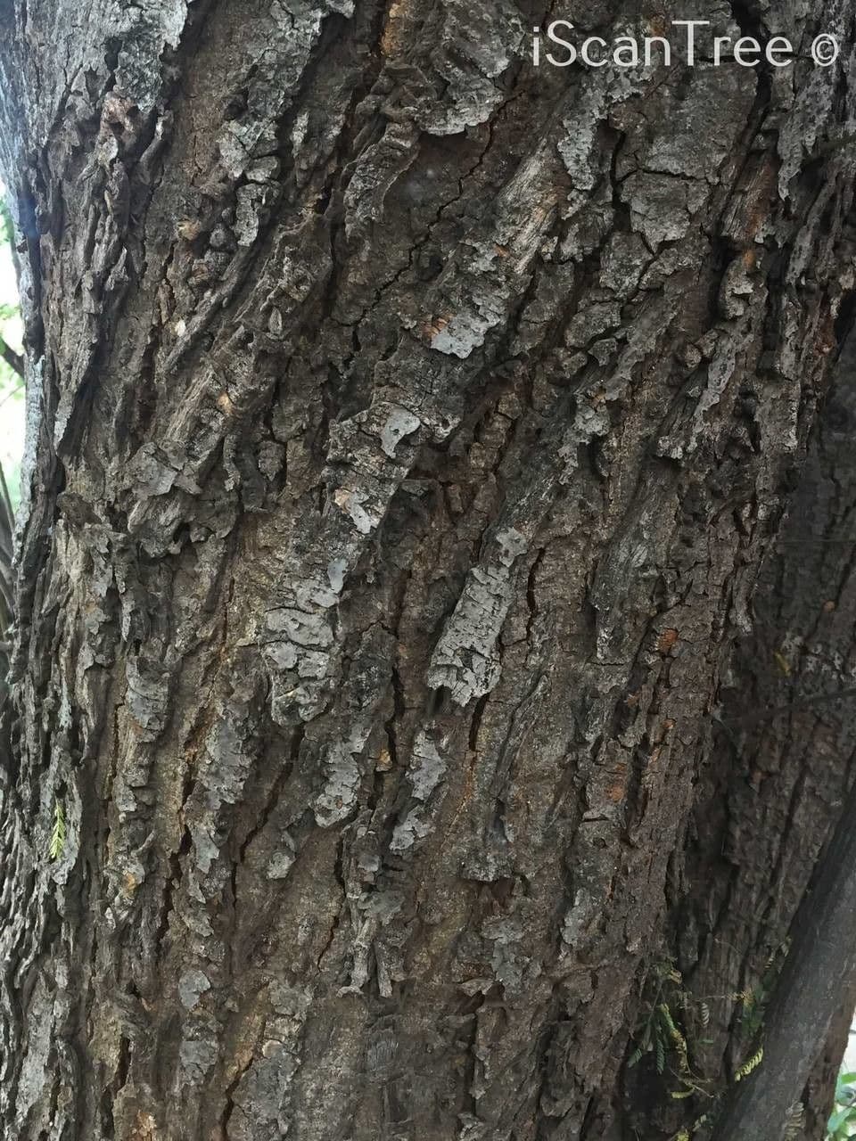 Albizia 14