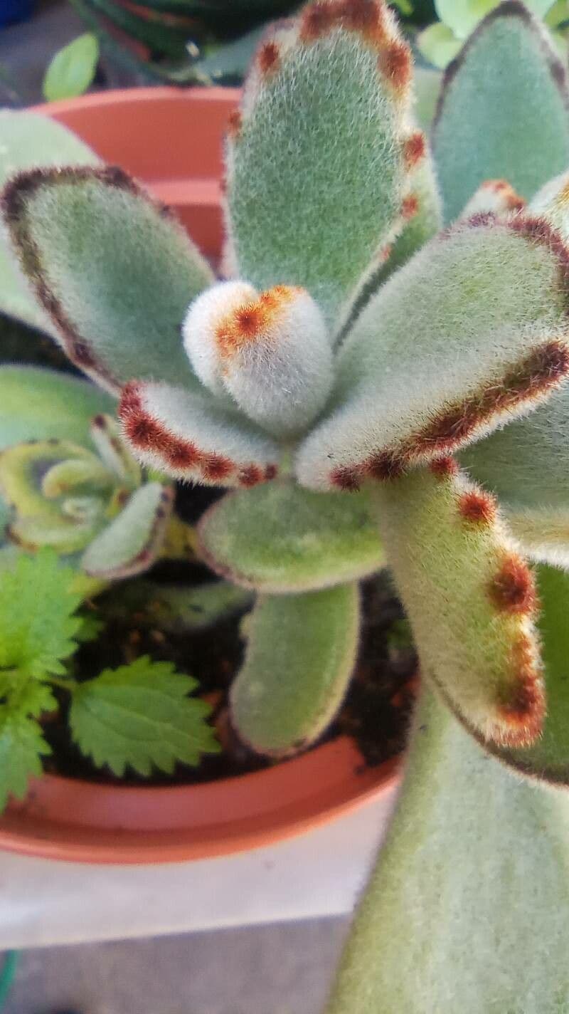 Pianta panda 22