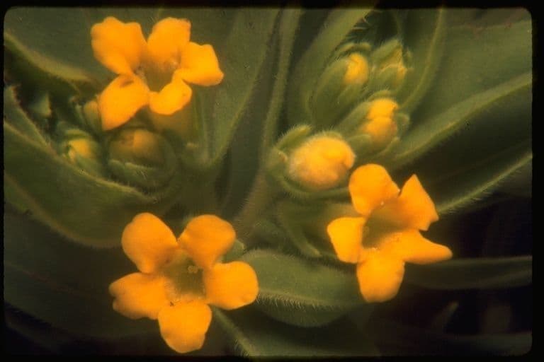 Lithospermum 3