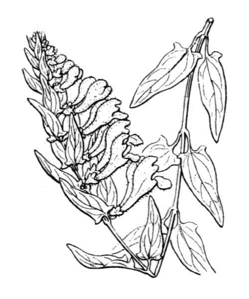 Scutellaria hastata 15