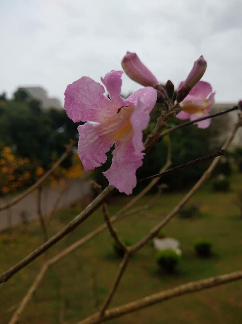 Roble blanco 6