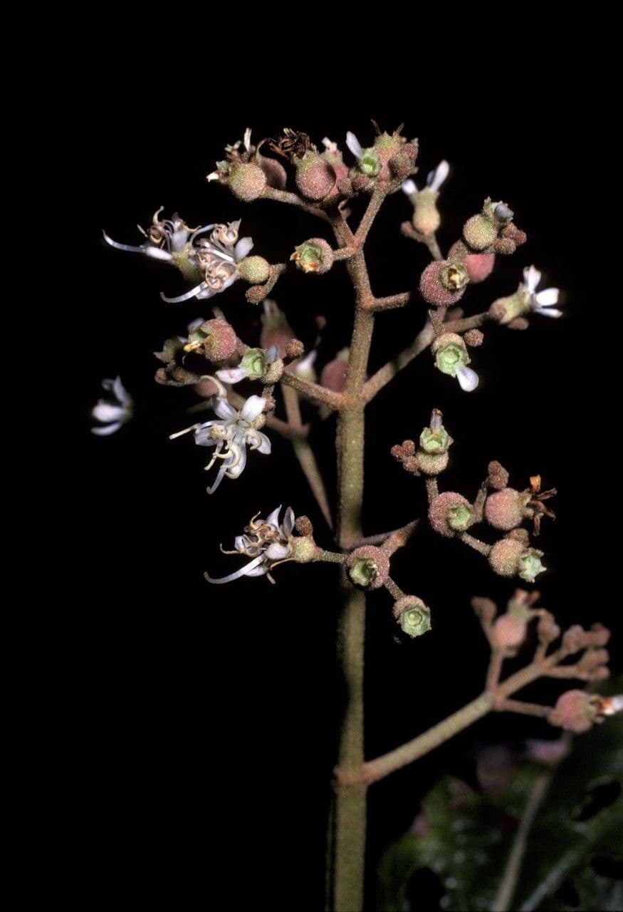 Miconia alata