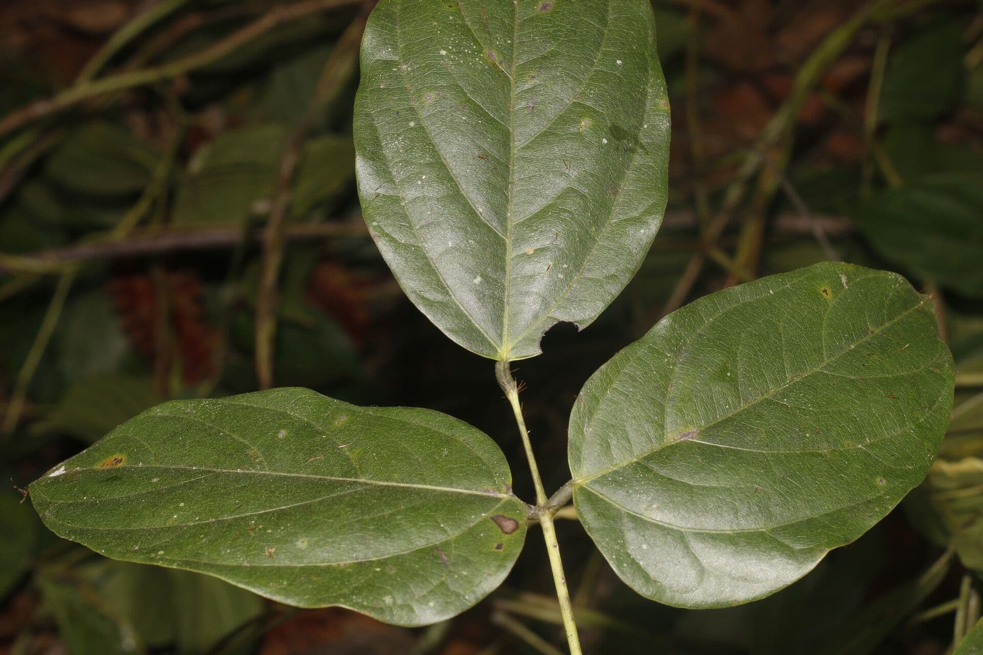 Mucuna 9