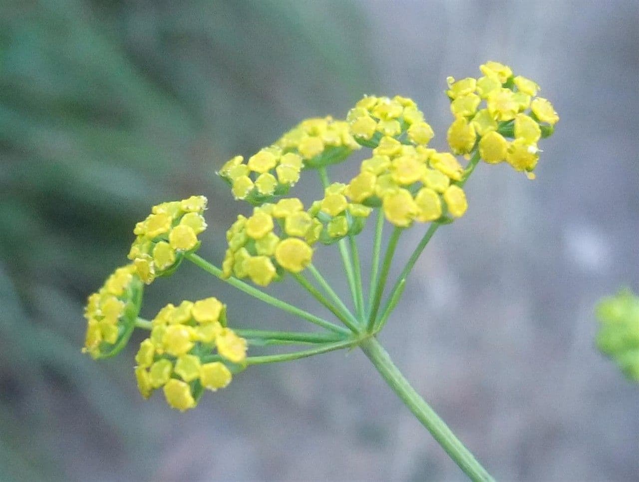 Bupleuro falcato 6