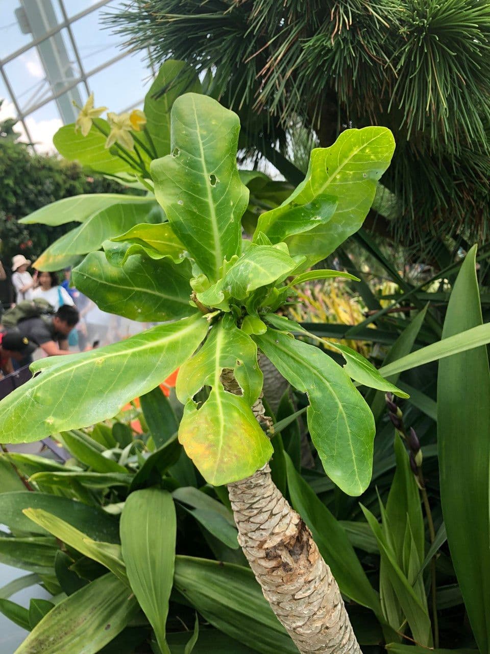 ʻŌlulu 9