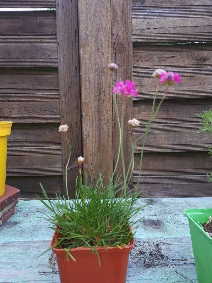 Armeria 4