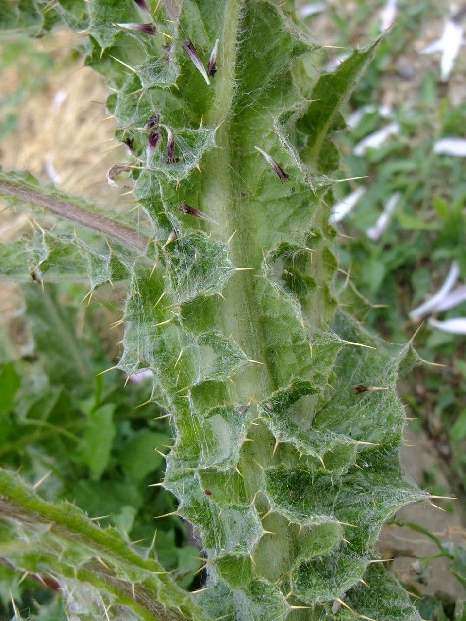 Berkheya purpurea 11