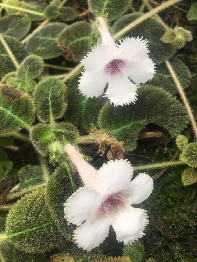 Episcia