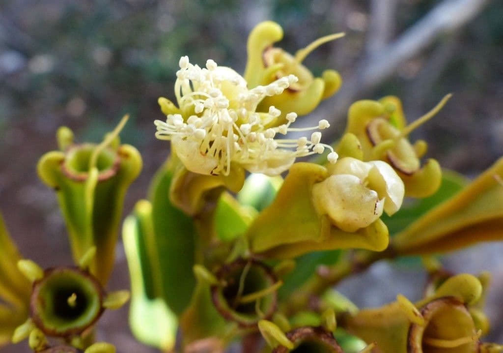Syzygium 6