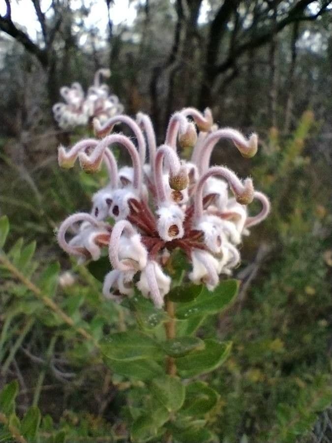 Graue Grevillea 6