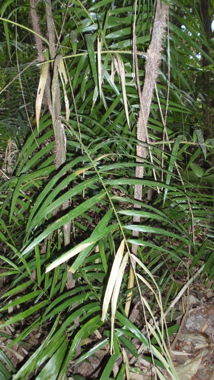 Calamus 6