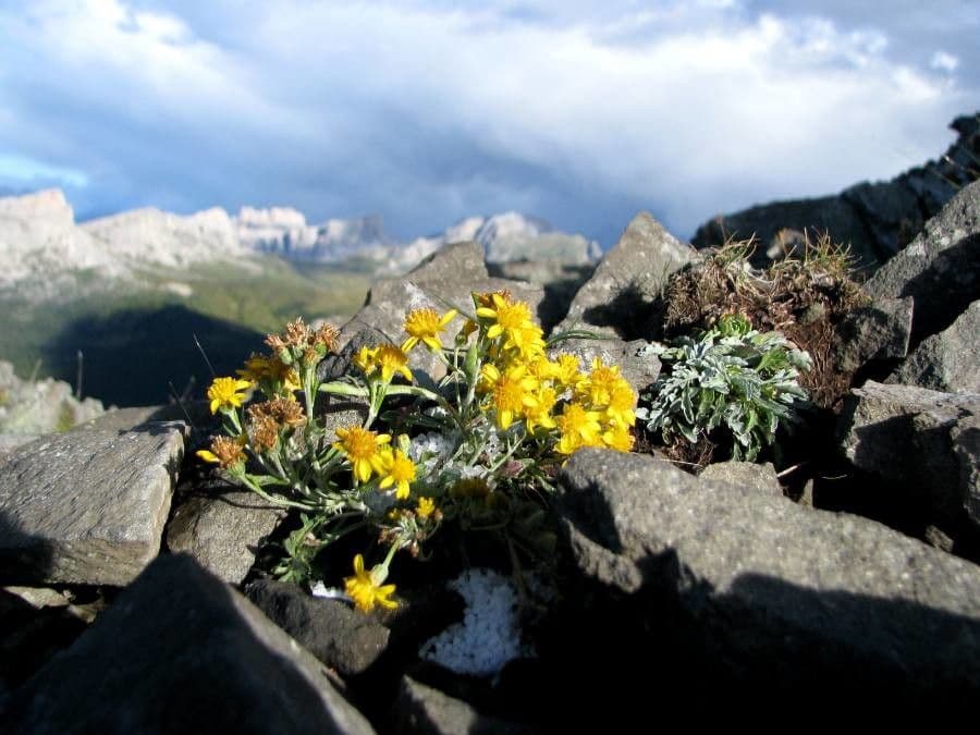 Senecio grigio 3