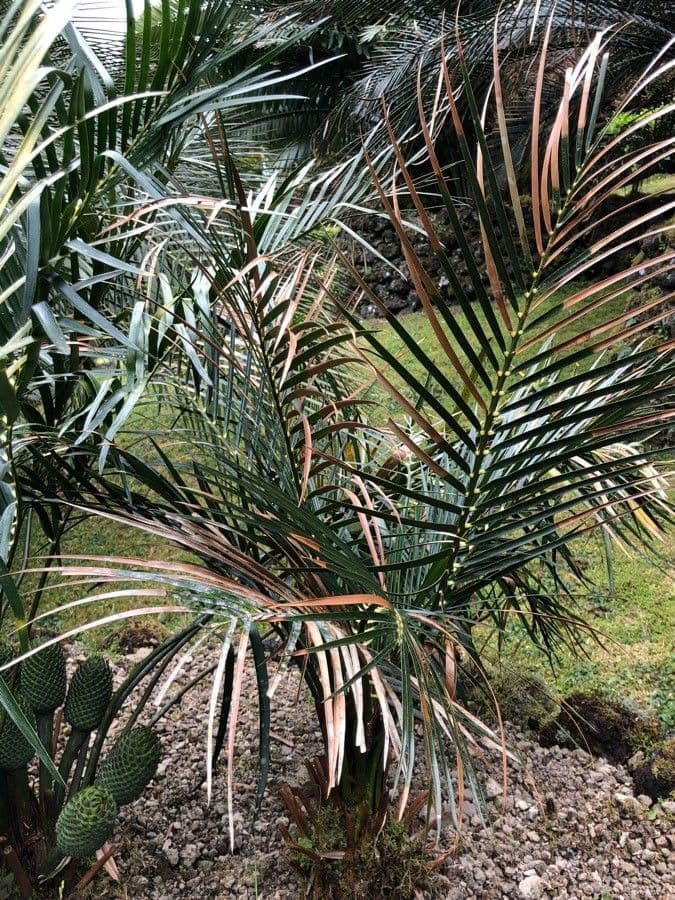 Macrozamia 3