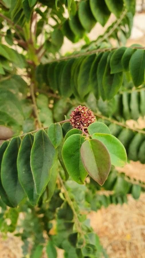 Phyllanthus 7