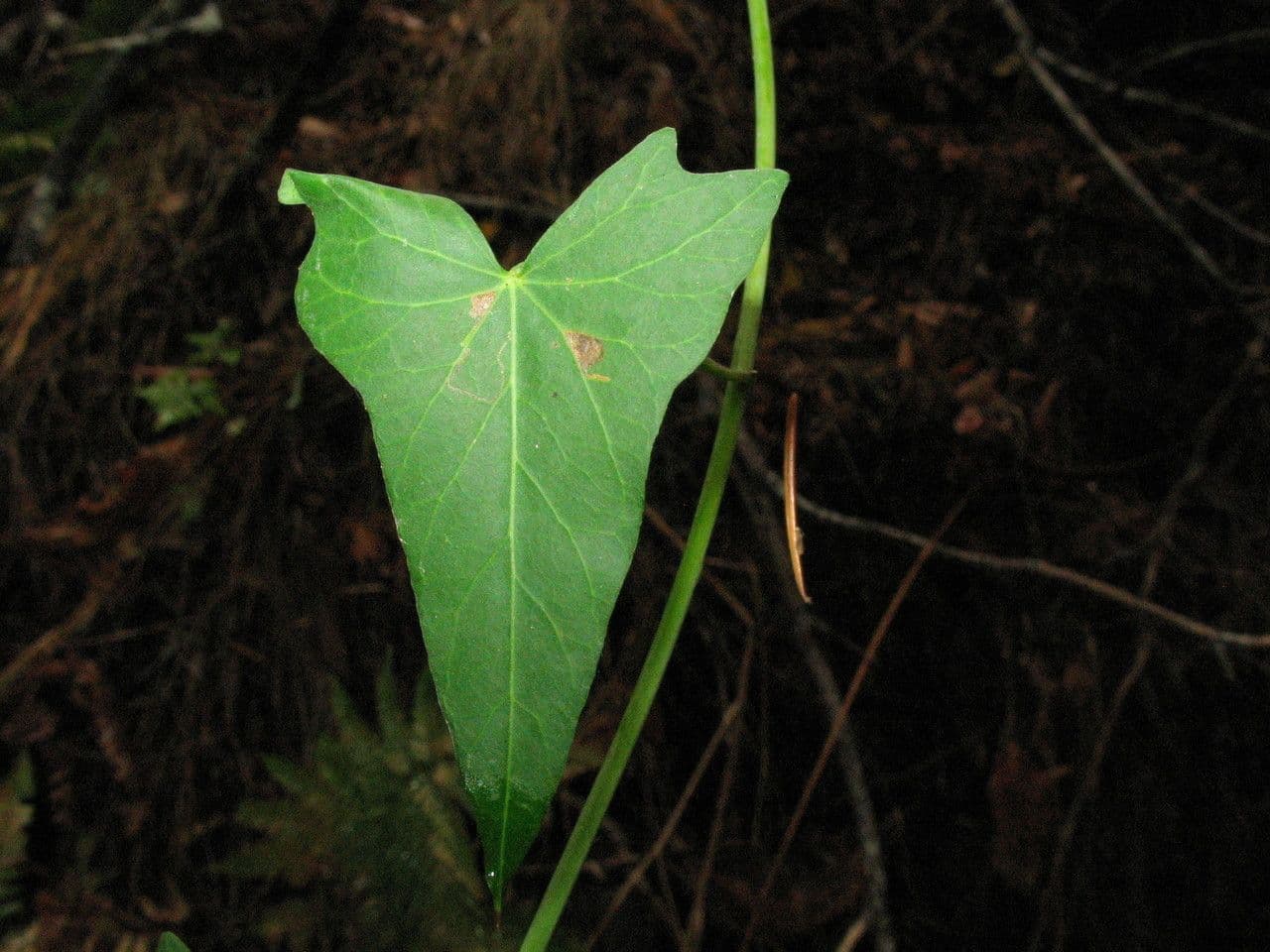 Calystegia porpora 15