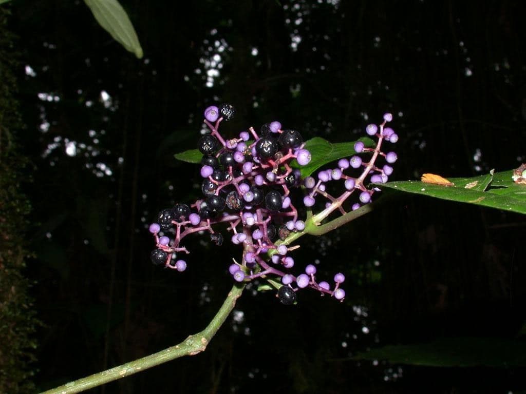 Miconia 12