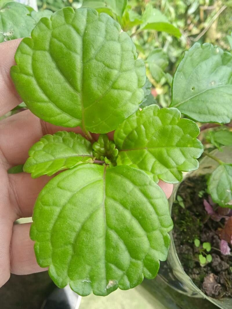 Plectranthus 11