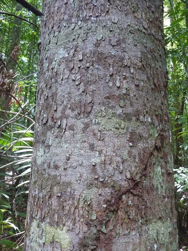 Parahancornia 7
