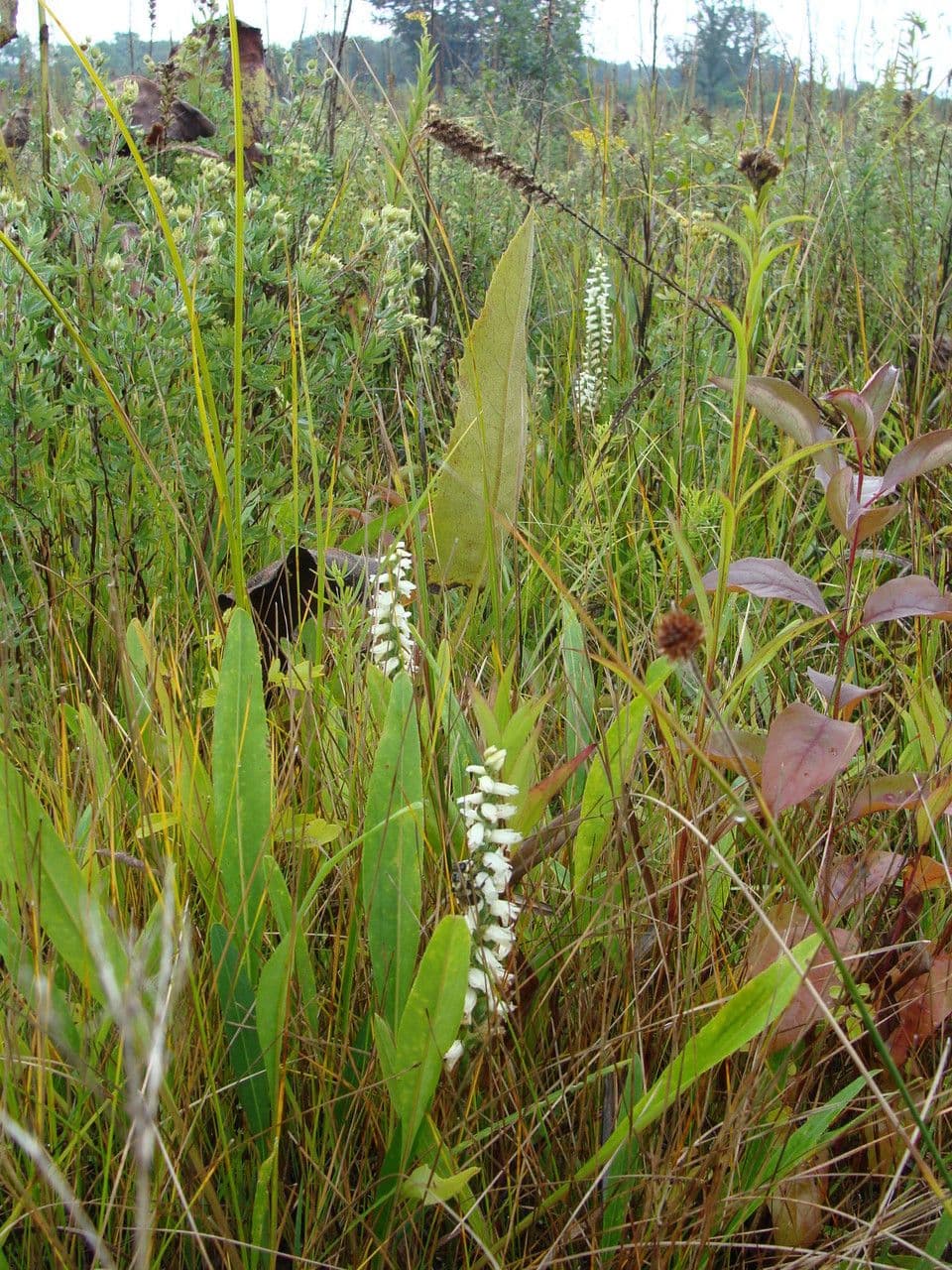 Spiranthes cernua 7