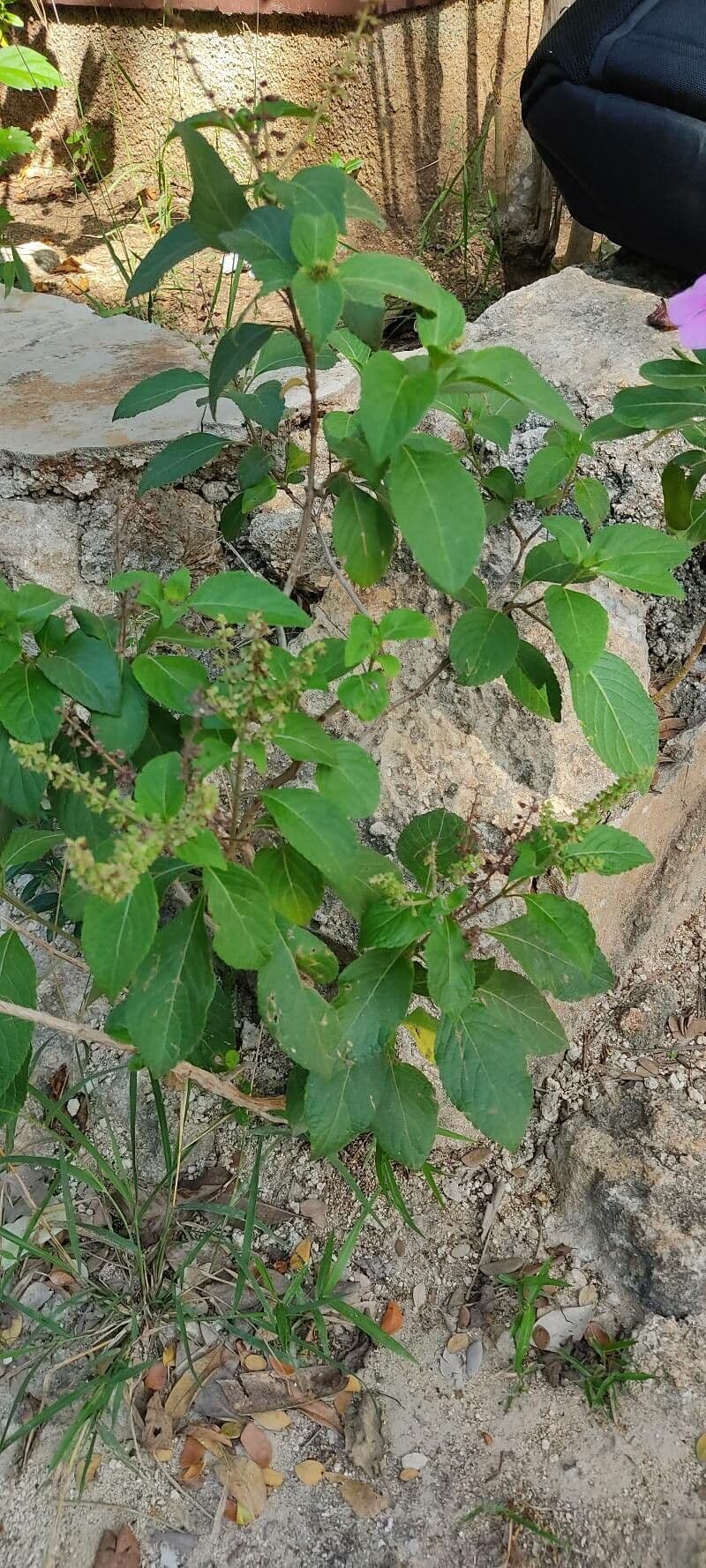 Basilico indiano 11
