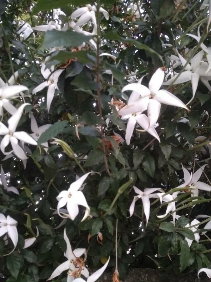 Rosenbergiodendron 7