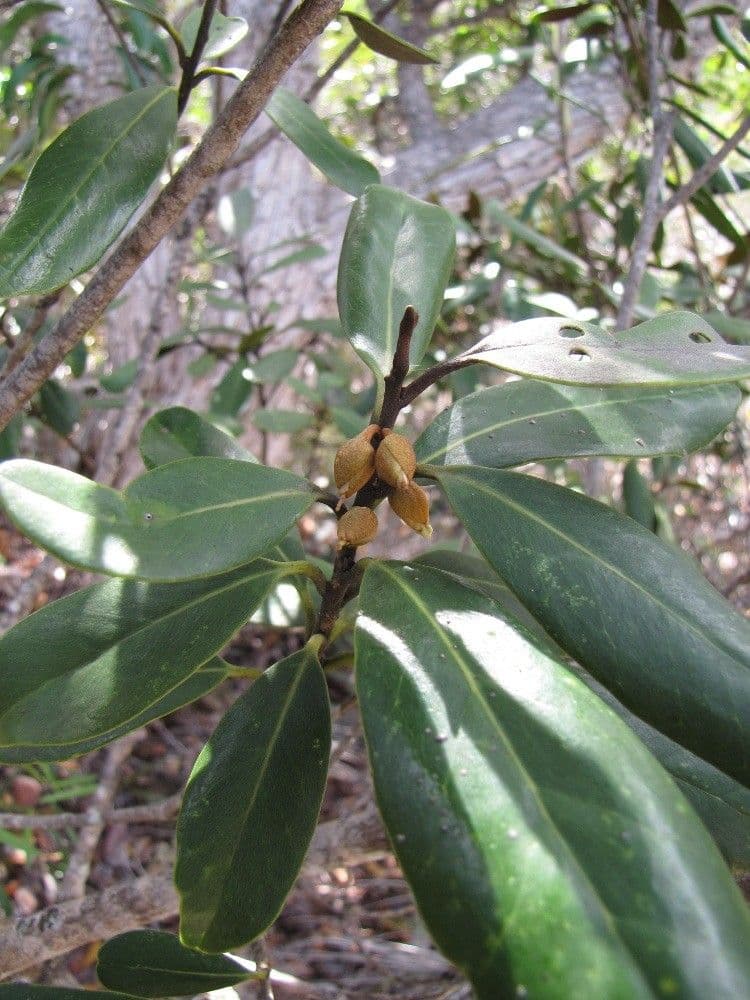 Planchonella 3