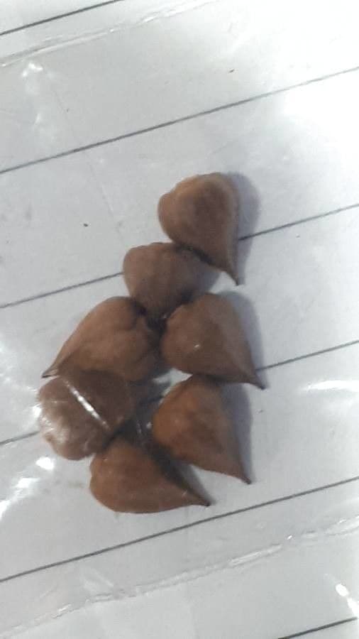 Antigonon leptopus 26