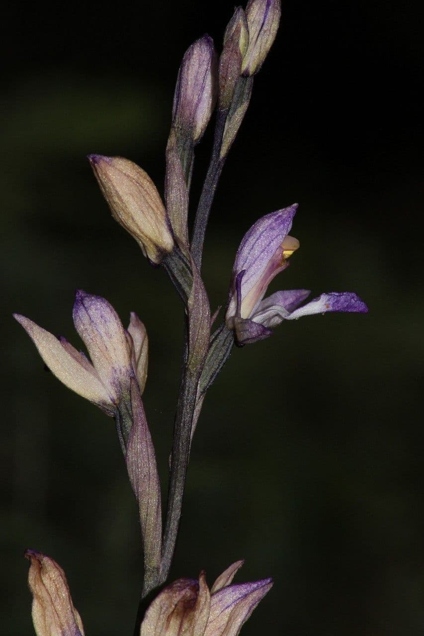 Limodore violeta 3