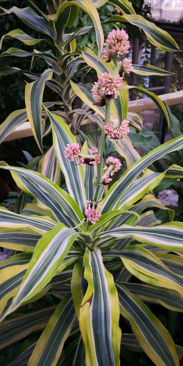 Duftende Drachenbaum 10