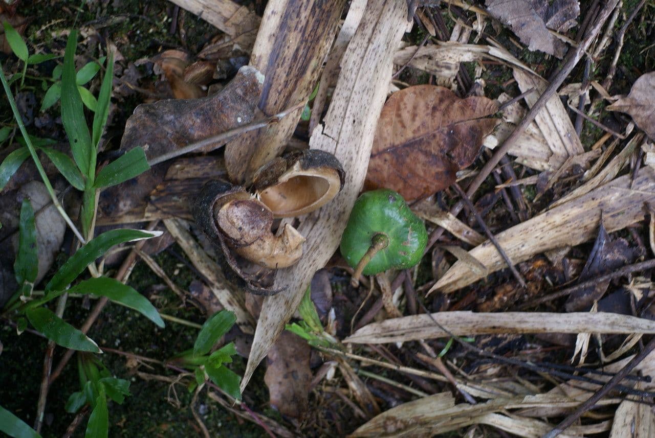 Hevea brazylijska 5